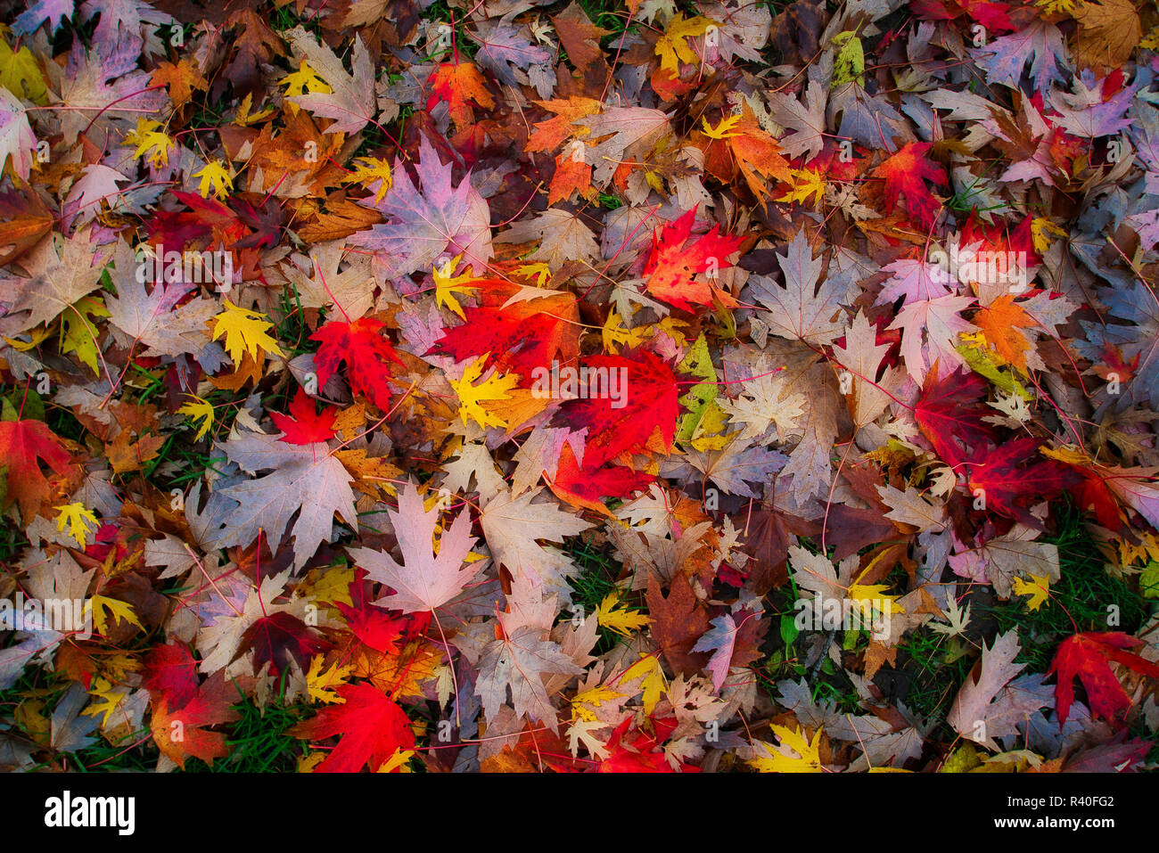 Montréal, Canada, 1 novembre 2018,tapis de feuilles d'automne.sur le sol.Credit:Mario Beauregard/Alamy Live News Banque D'Images