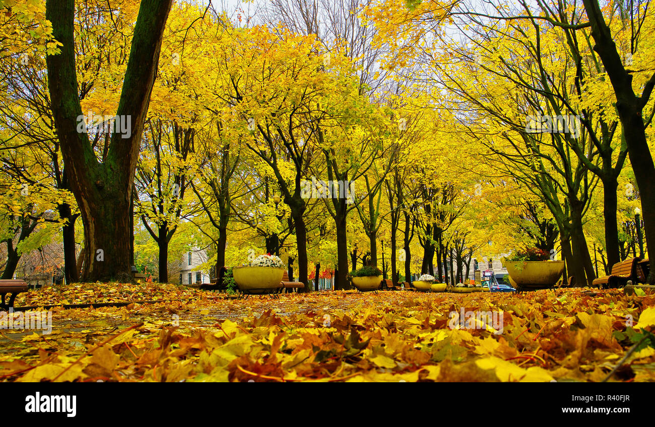 Montréal, Canada, 1 novembre 2018.Les arbres d'automne,dans parc public.Credit:Mario Beauregard/Alamy Live News Banque D'Images