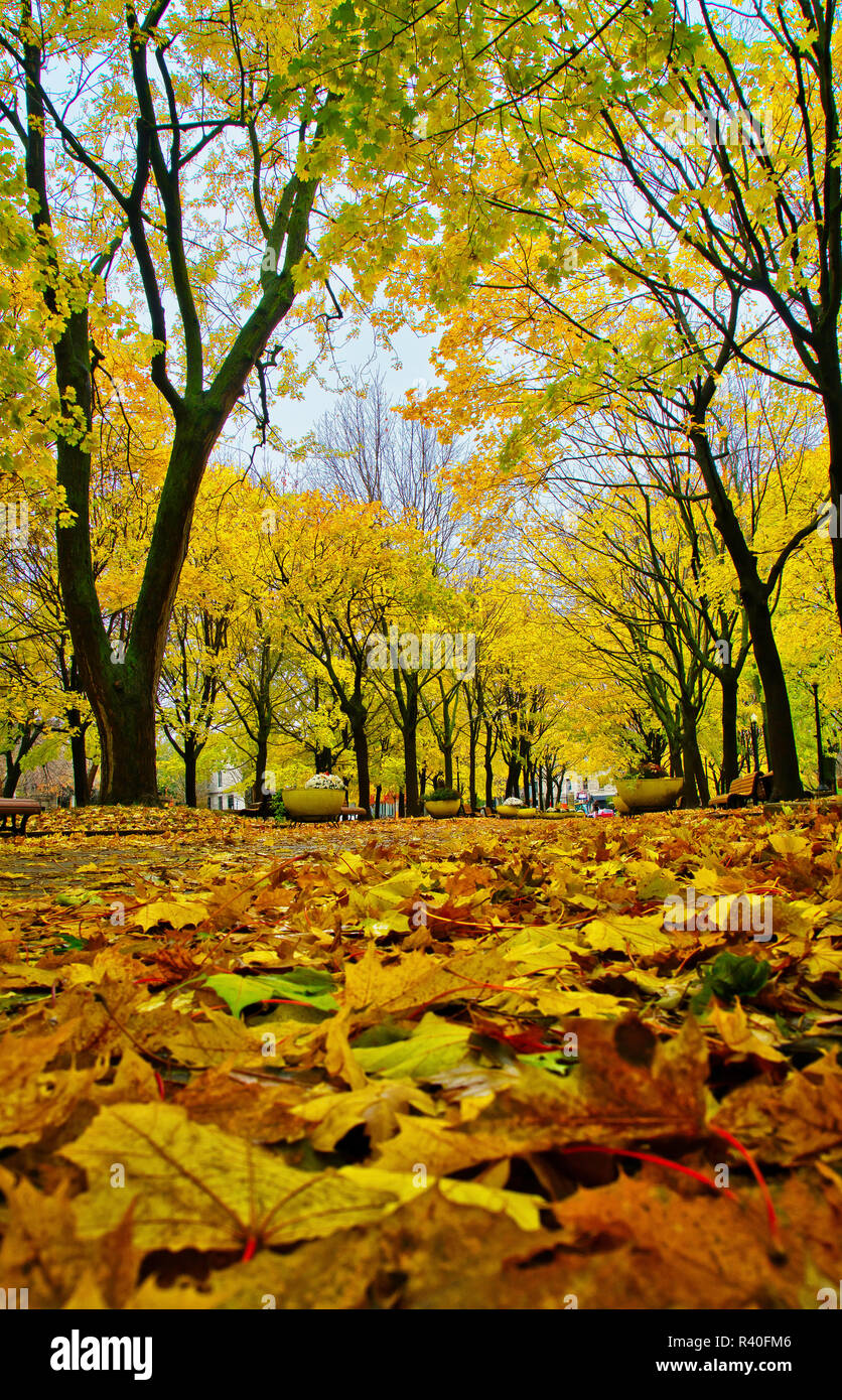 Montréal, Canada, 1 novembre 2018.Les arbres d'automne,dans parc public.Credit:Mario Beauregard/Alamy Live News Banque D'Images