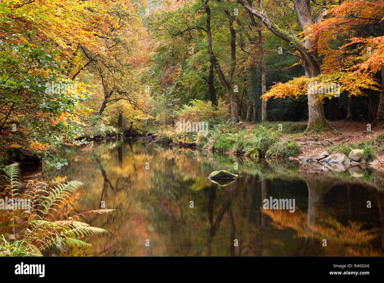 Scène d'automne sur la rivière Teign à Fingle Bridge dans le Dartmoor National Park Banque D'Images