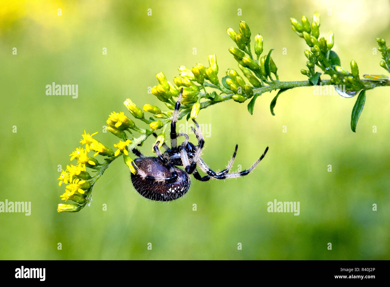 Le comté de Westchester, New York, U.S.A. Shamrock Spider. Banque D'Images