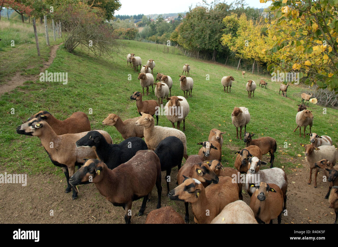 Coburger, Fuchsschaf Waldziege, Thueringer, Banque D'Images