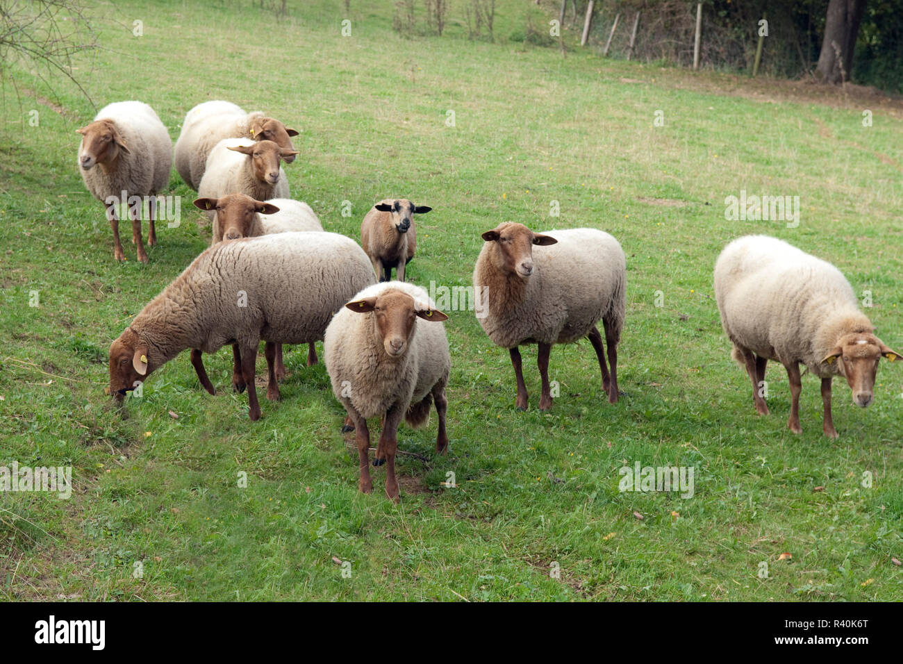 Coburger, Fuchsschaf Waldziege, Thueringer, Banque D'Images