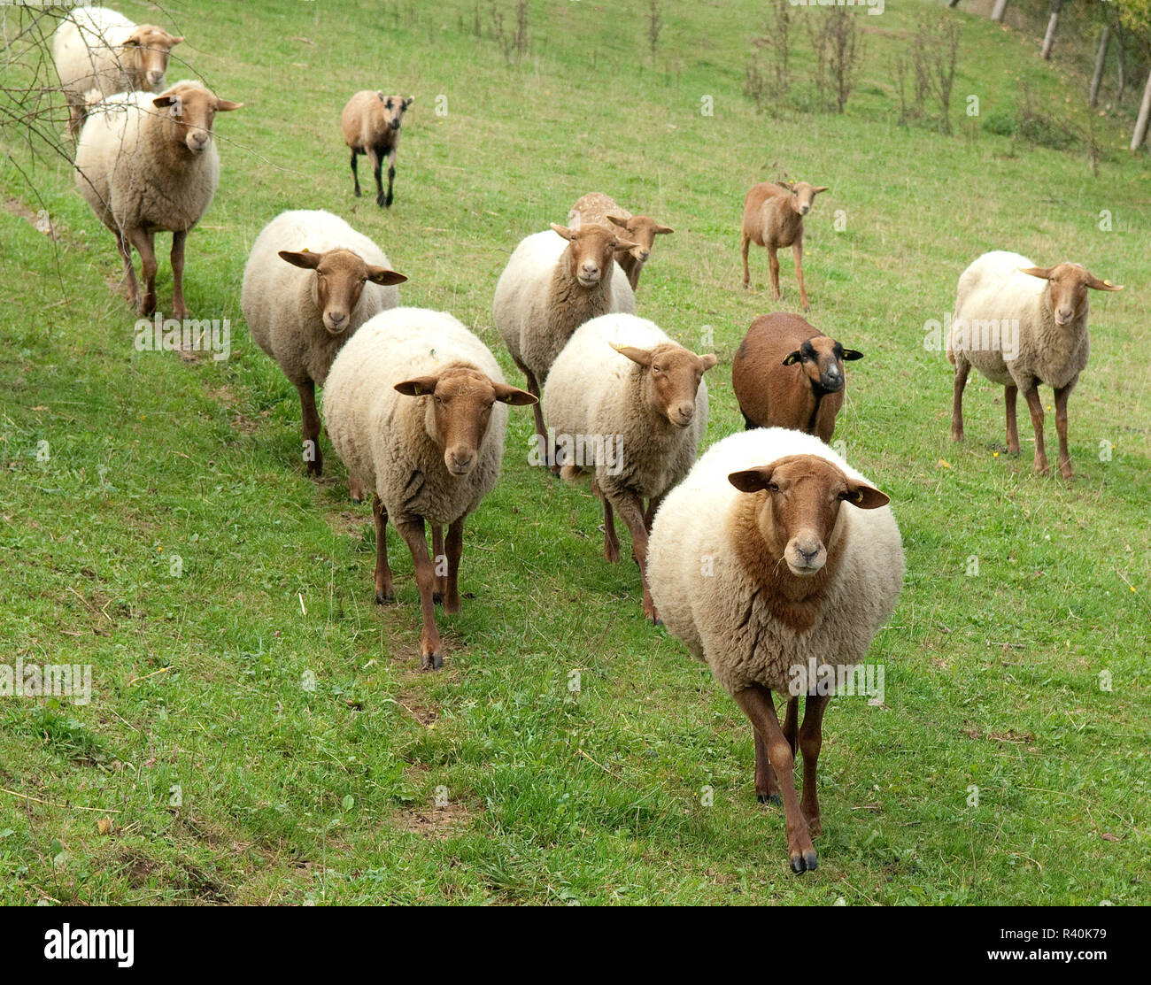 Coburger, Fuchsschaf Waldziege, Thueringer, Banque D'Images