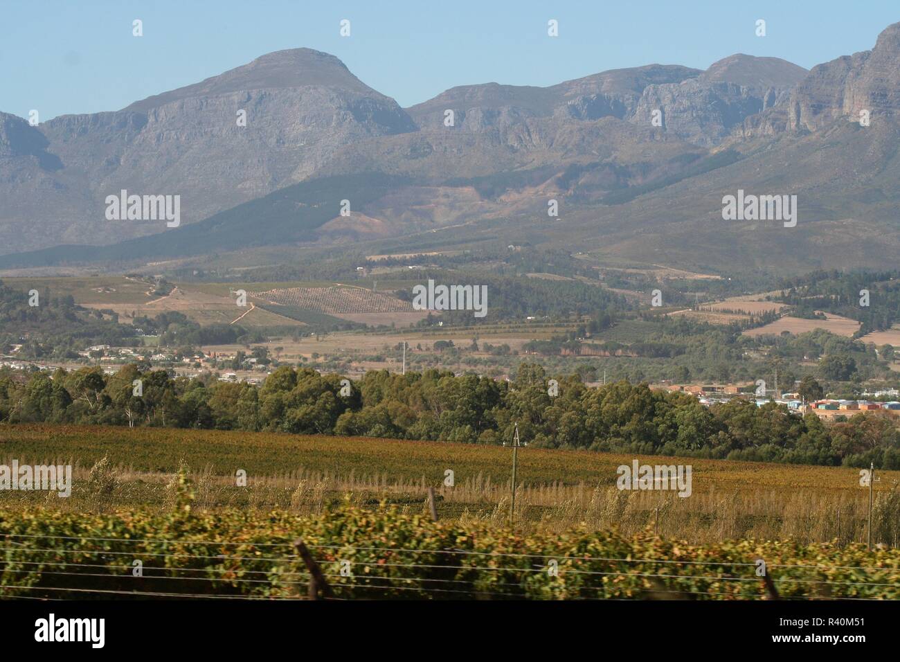 Vignes, Afrique du Sud Banque D'Images
