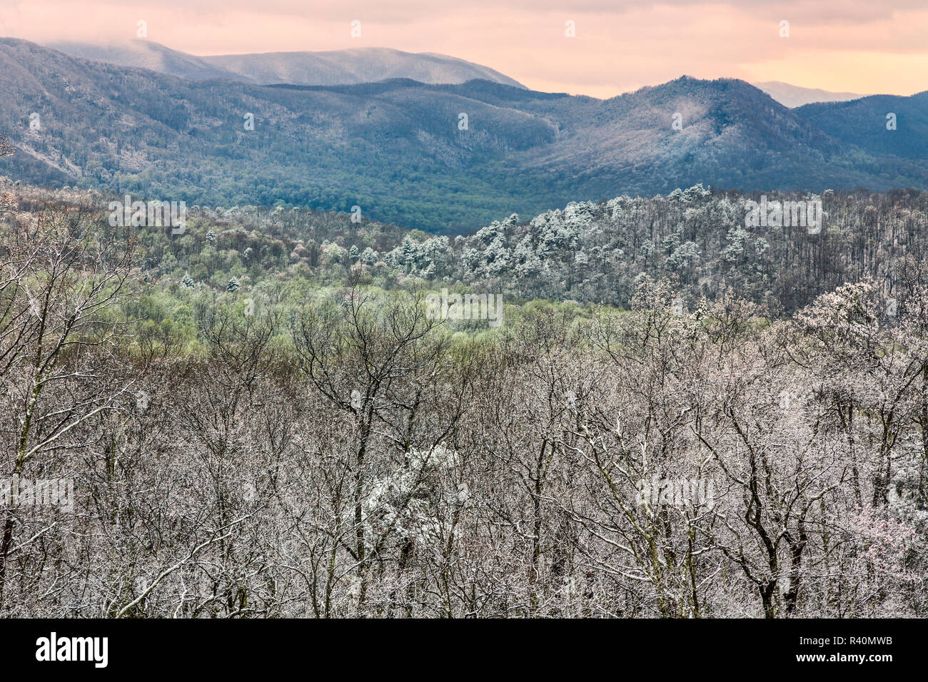 Au printemps, la neige de Roaring Fork Motor Sentier nature, parc national des Great Smoky Mountains, New York Banque D'Images