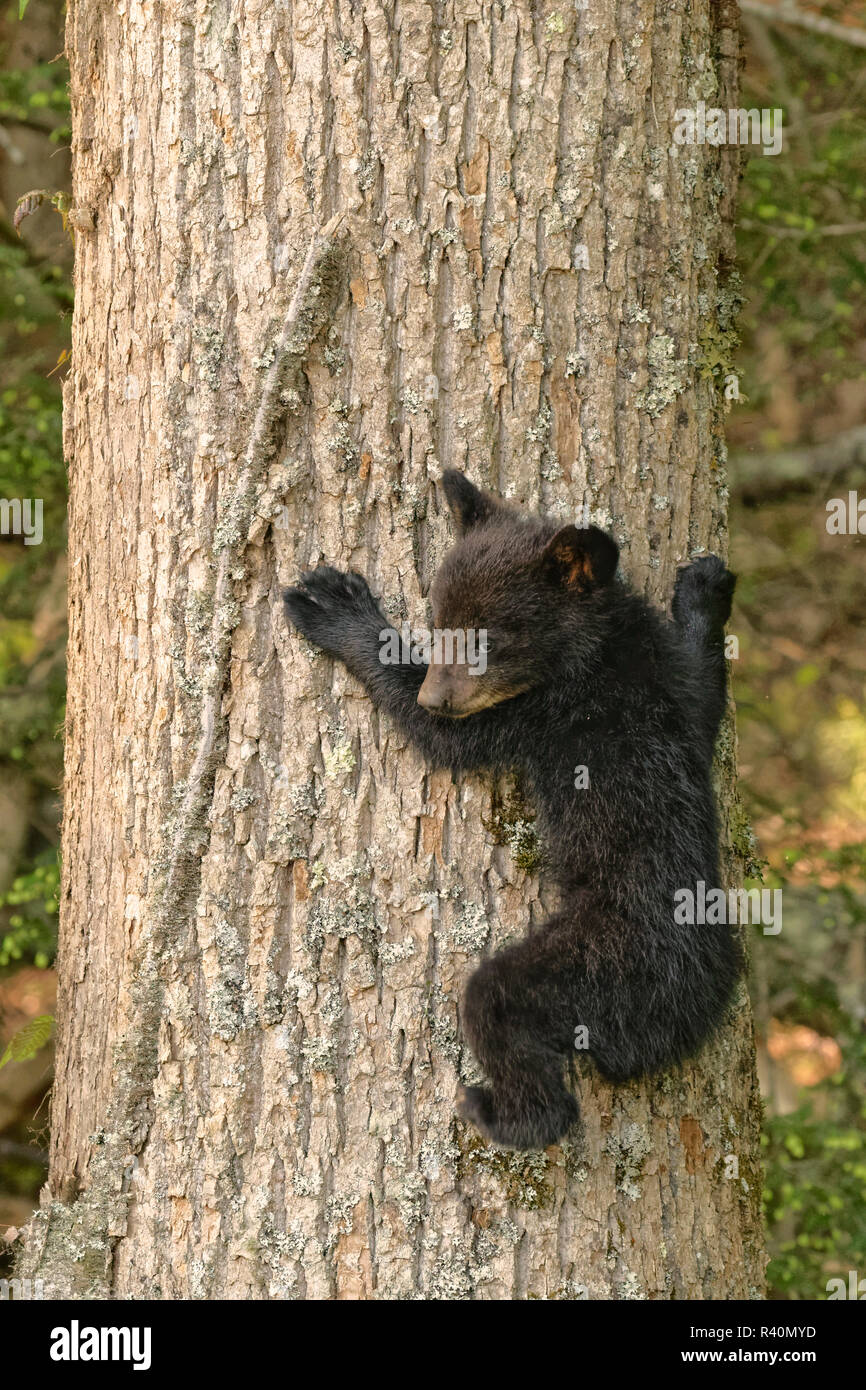 Les jeunes Ours noir Ursus americanus, CUB, la Cades Cove, parc national des Great Smoky Mountains, New York Banque D'Images