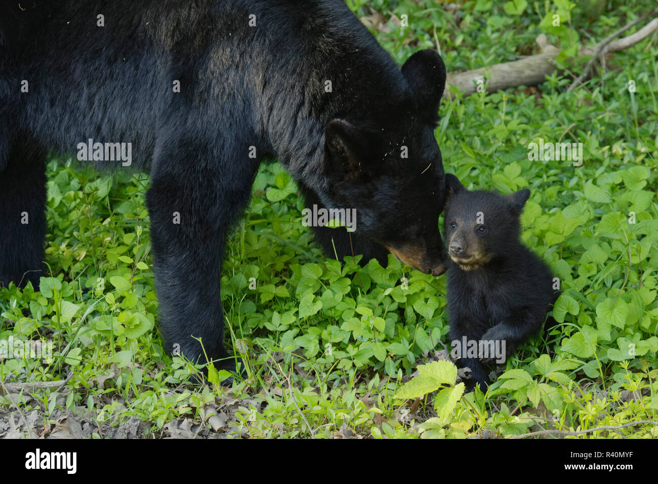 Les jeunes Ours noir Ursus americanus, CUB, avec des femmes à la Cades Cove, parc national des Great Smoky Mountains, New York Banque D'Images