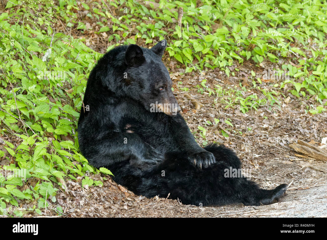 Des profils femelle ours noir et d'oursons jouer, Ursus americanus, la Cades Cove, parc national des Great Smoky Mountains, New York Banque D'Images