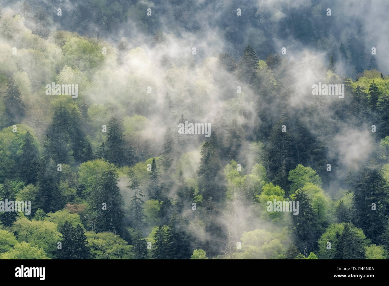 Morning Mist et arbres sur la pente de montagne, parc national des Great Smoky Mountains, New York Banque D'Images