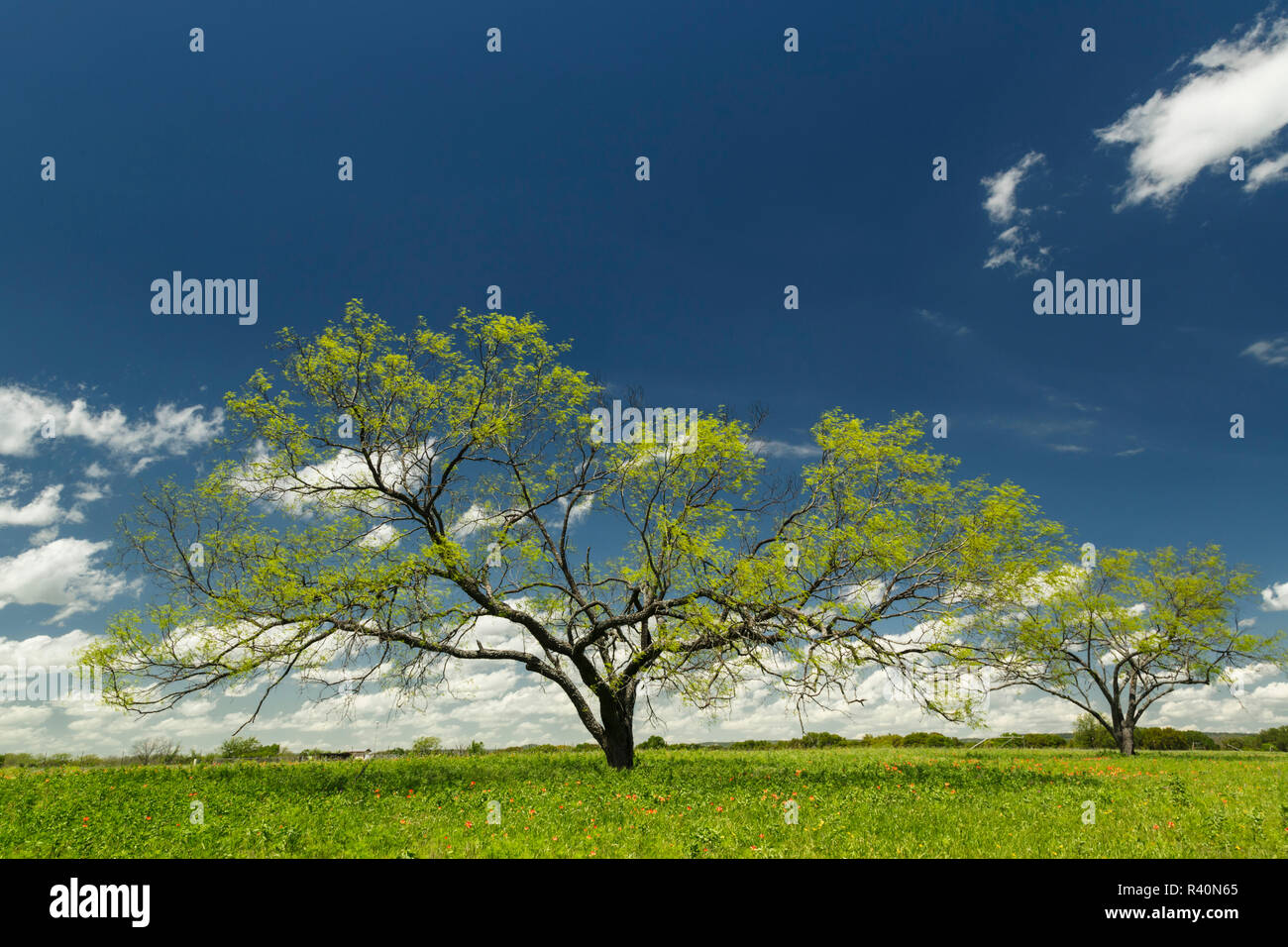 Les mesquites au printemps, Texas Hill Country, près de Marble Falls, Texas Banque D'Images