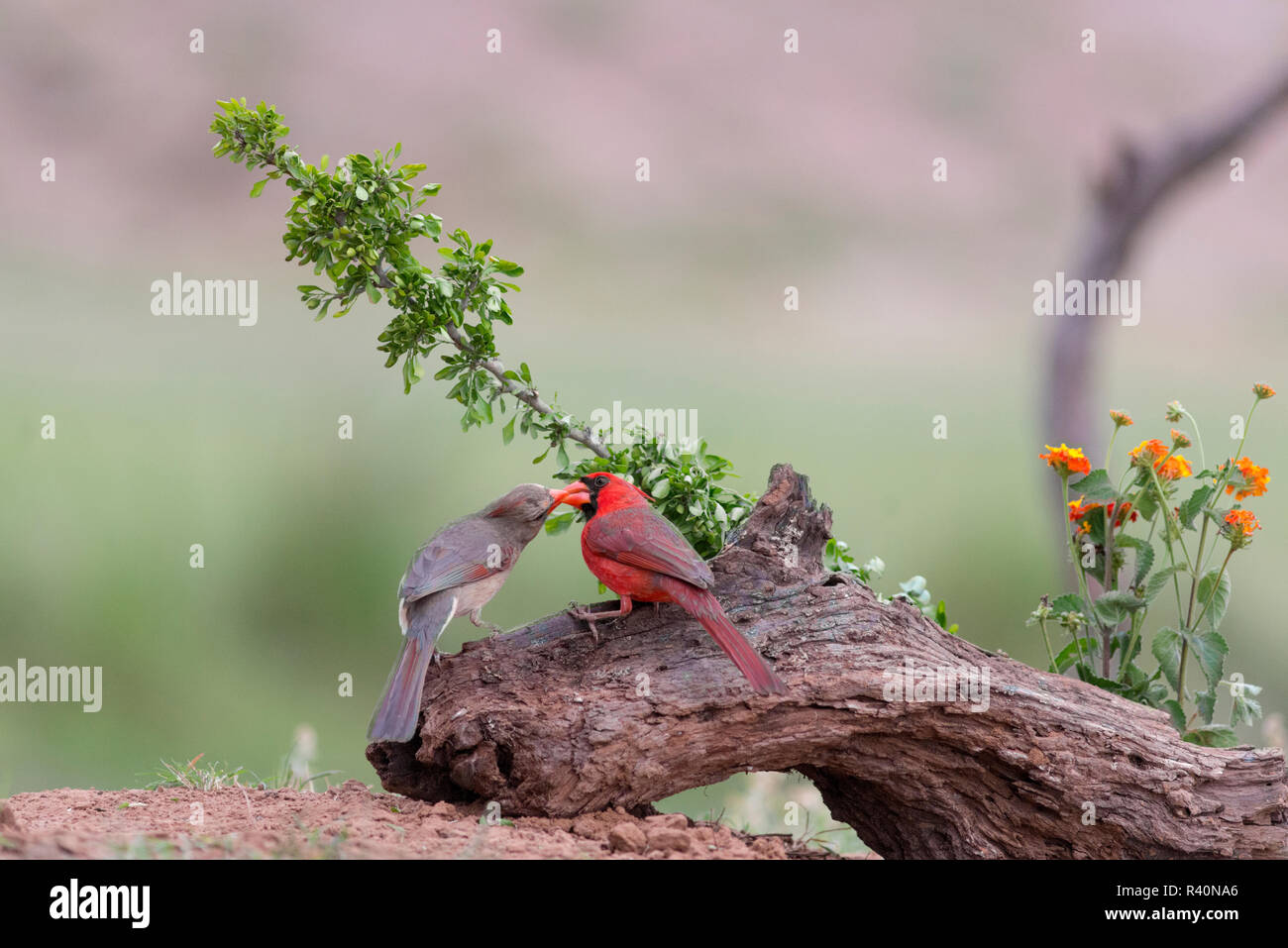 Rio Grande Valley, Texas, USA. Cardinal rouge mâle et femelle avec projets de les toucher. Banque D'Images
