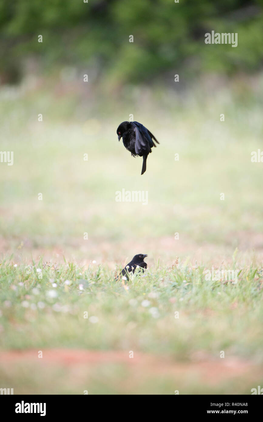 Rio Grande Valley, Texas, États-Unis Homme vacher bronzé parade nuptiale pour féminin. Banque D'Images