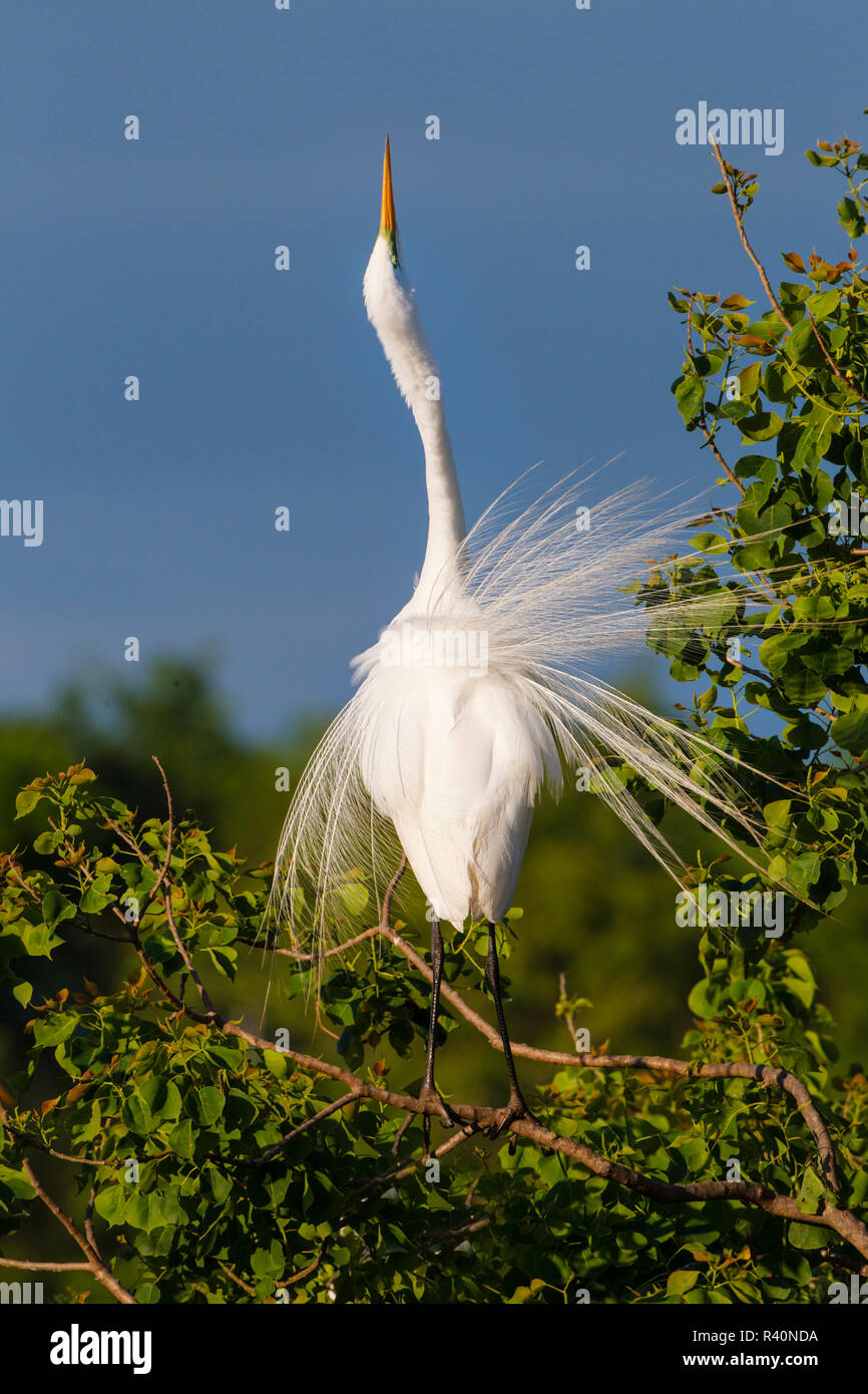 Grande Aigrette (Ardea alba) des profils Afficher Banque D'Images