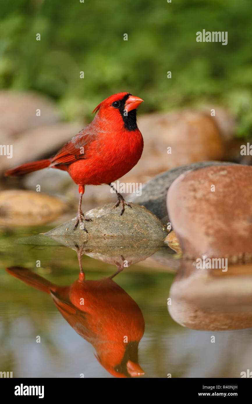 Cardinal rouge (Cardinalis cardinalis) homme de boire Banque D'Images