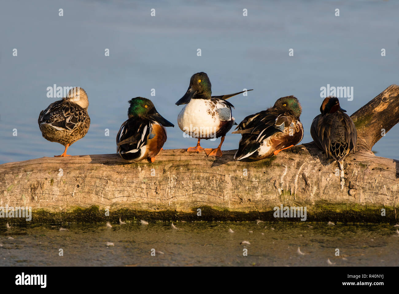 Le Canard souchet (Anas clypeata) et la sarcelle (droite) reposant sur le journal flottant Banque D'Images