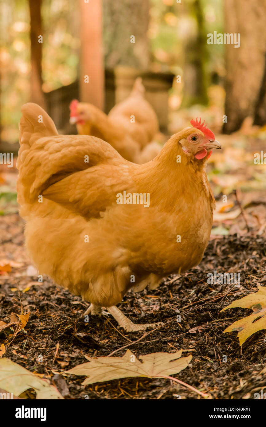 Issaquah, Washington State, USA. Les Buff Orpington poulets. (PR) Banque D'Images