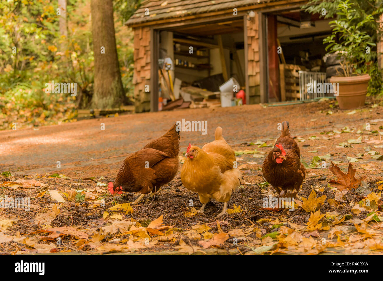 Issaquah, Washington State, USA. Les Buff Orpington poulets Rhode-island rouge et à la recherche de bugs le long d'une allée. (PR) Banque D'Images