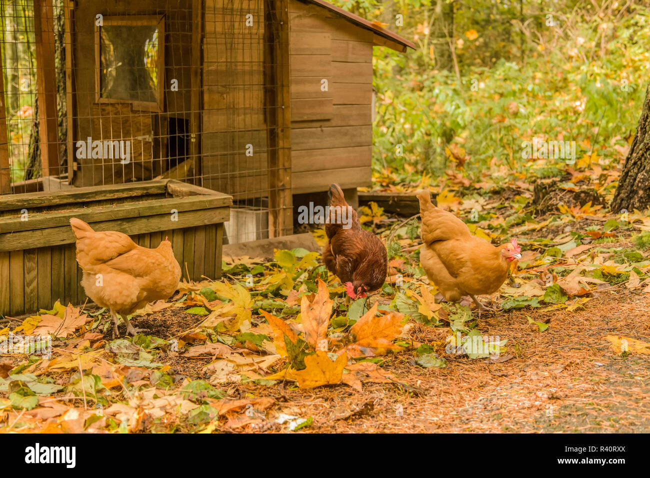 Issaquah, Washington State, USA. Les Buff Orpington et poules Rhode Island Red, à la recherche de bugs à l'extérieur de leur coop. (PR) Banque D'Images