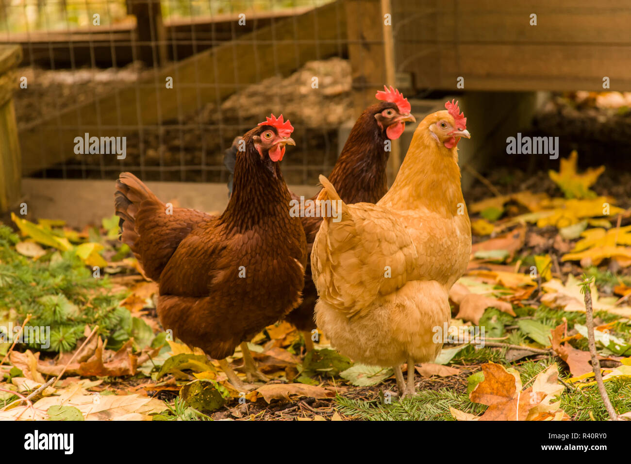 Issaquah, Washington State, USA. Les Buff Orpington et poules Rhode Island Red nourriture hors de leur coop. (PR) Banque D'Images