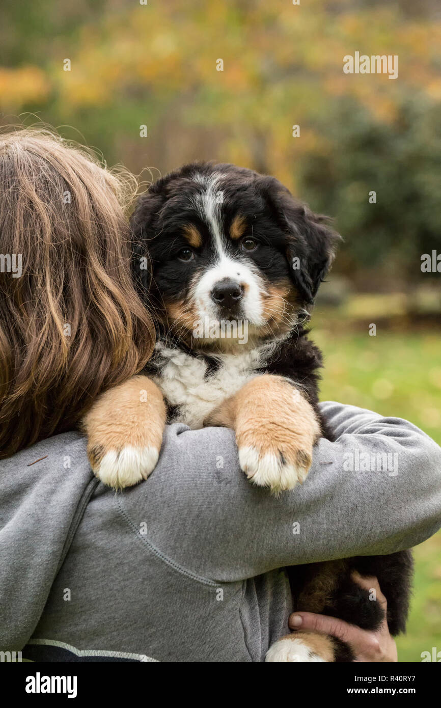 North Bend, Washington State, USA. Woman holding her dix semaines chiot Bouvier Bernois. (Monsieur,PR) Banque D'Images