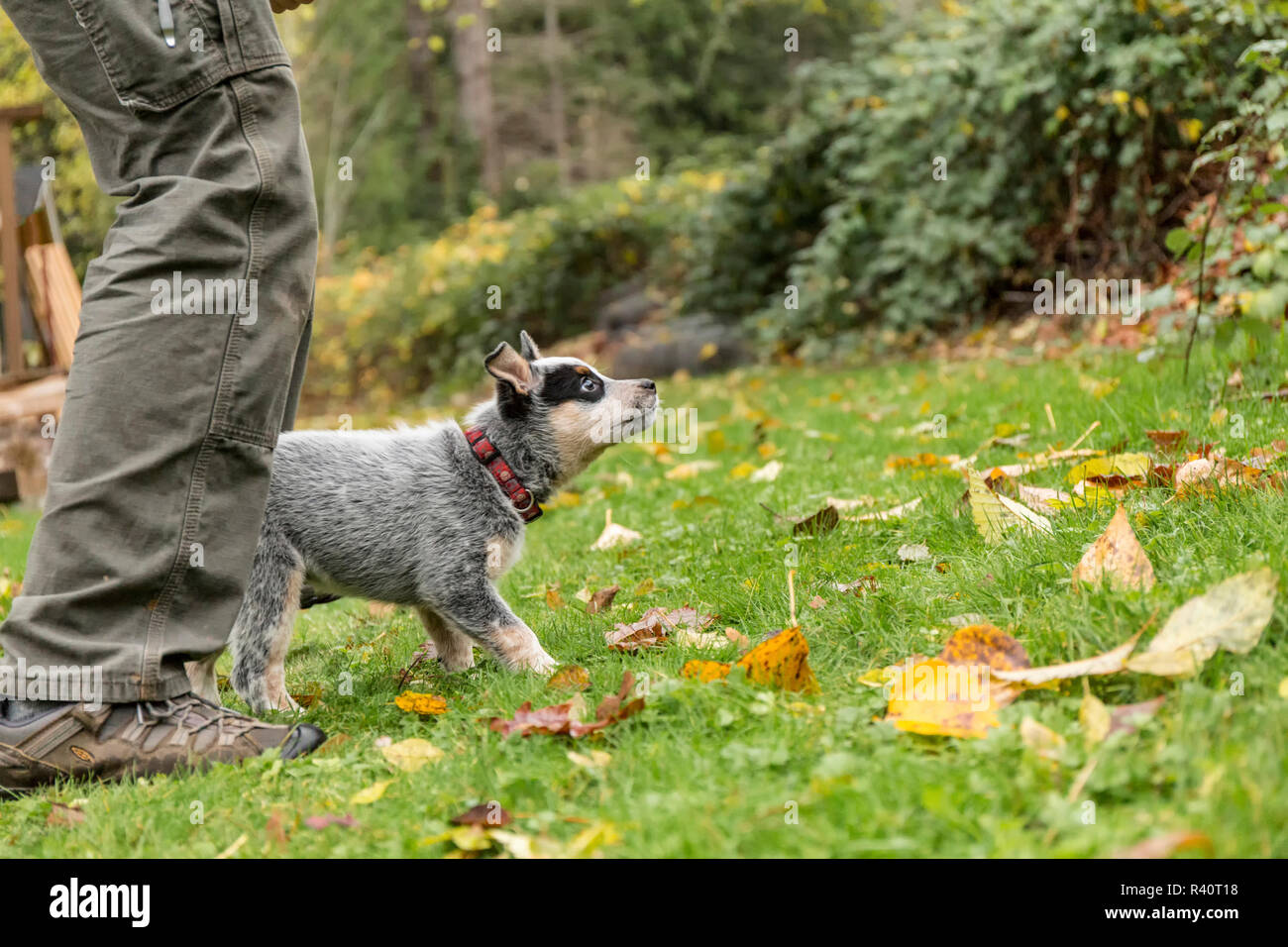 Issaquah, Washington State, USA. Sa formation de l'homme australien âgé de 10 semaines chiot chien de bétail. (Monsieur,PR) Banque D'Images
