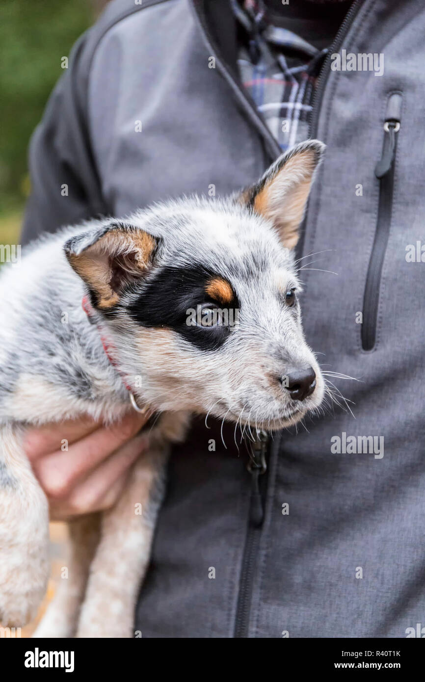Issaquah, Washington State, USA. Man holding sa 10 semaine Australian Cattle dog puppy. (Monsieur,PR) Banque D'Images