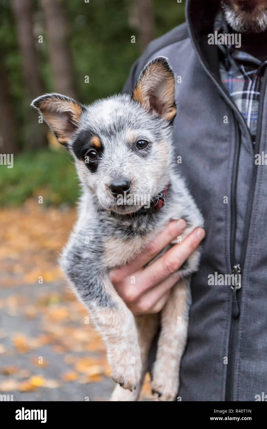 Issaquah, Washington State, USA. Man holding sa 10 semaine Australian Cattle dog puppy. (Monsieur,PR) Banque D'Images