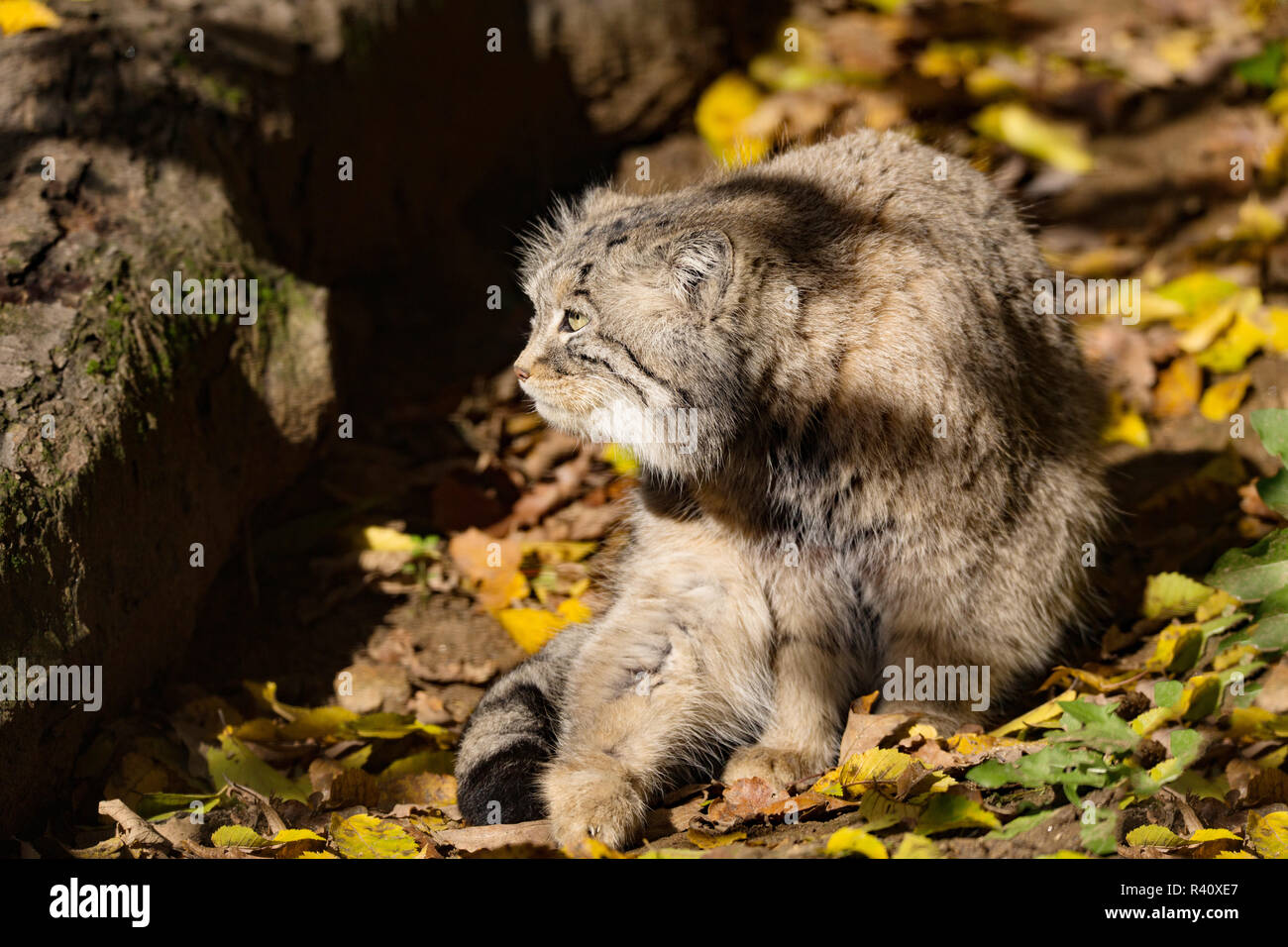 Beau chat sauvage, le chat de Pallas, Otocolobus manul Banque D'Images