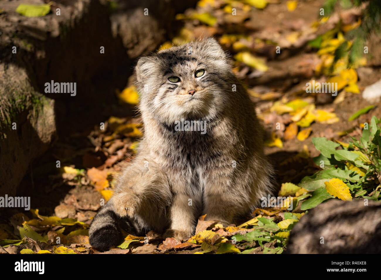 Beau chat sauvage, le chat de Pallas, Otocolobus manul Banque D'Images