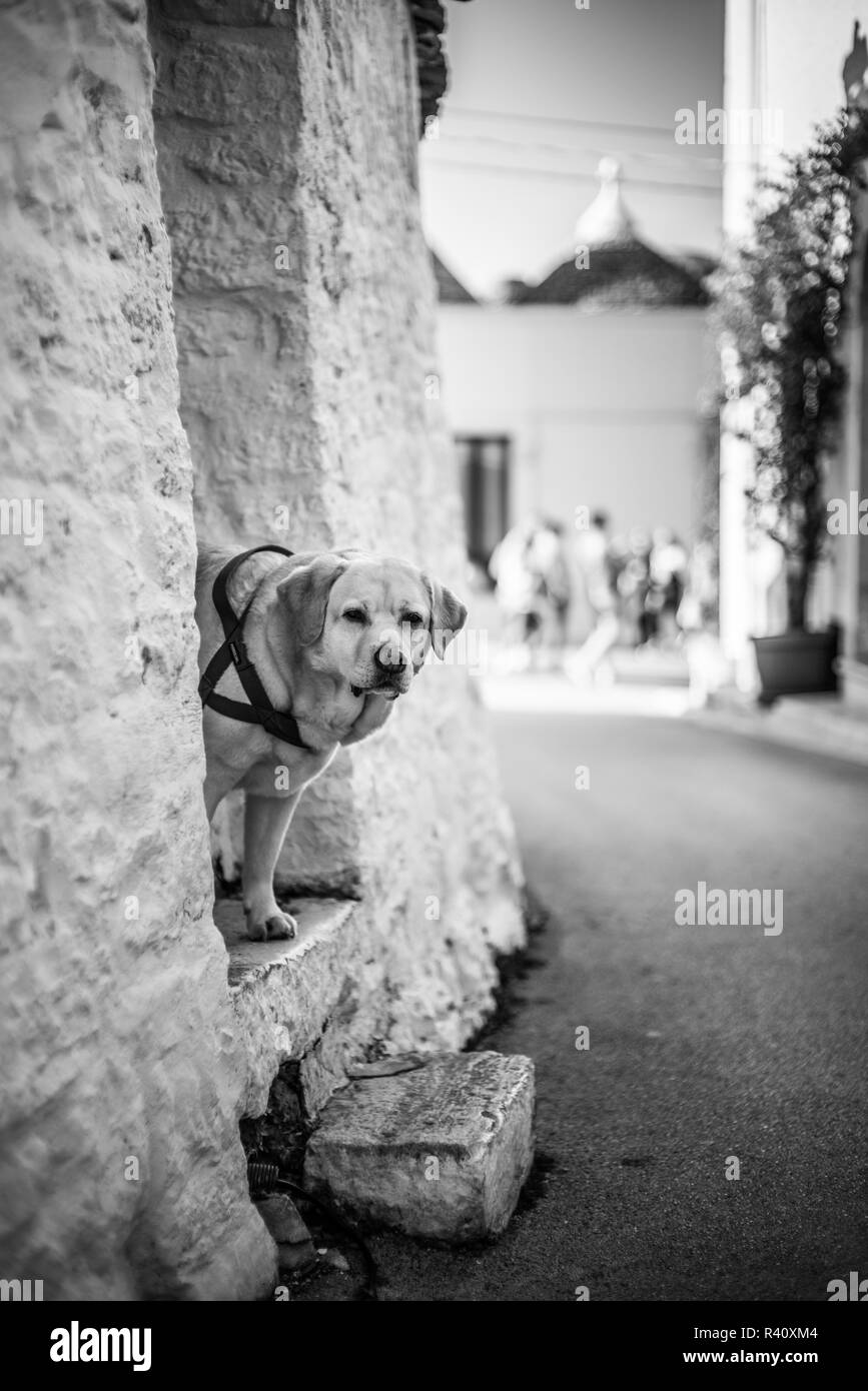 Alberobello, Italie, Europe. Banque D'Images