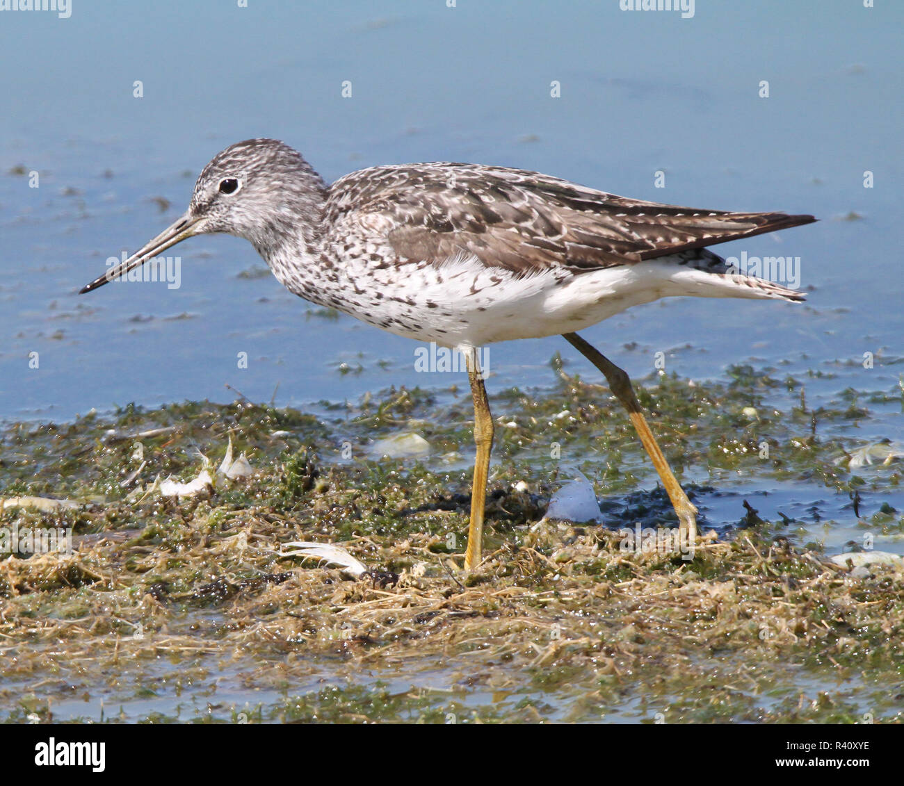 Chevalier aboyeur, windrush valley nature reserve, projet standlake, oxford, Oxfordshire, UK Banque D'Images