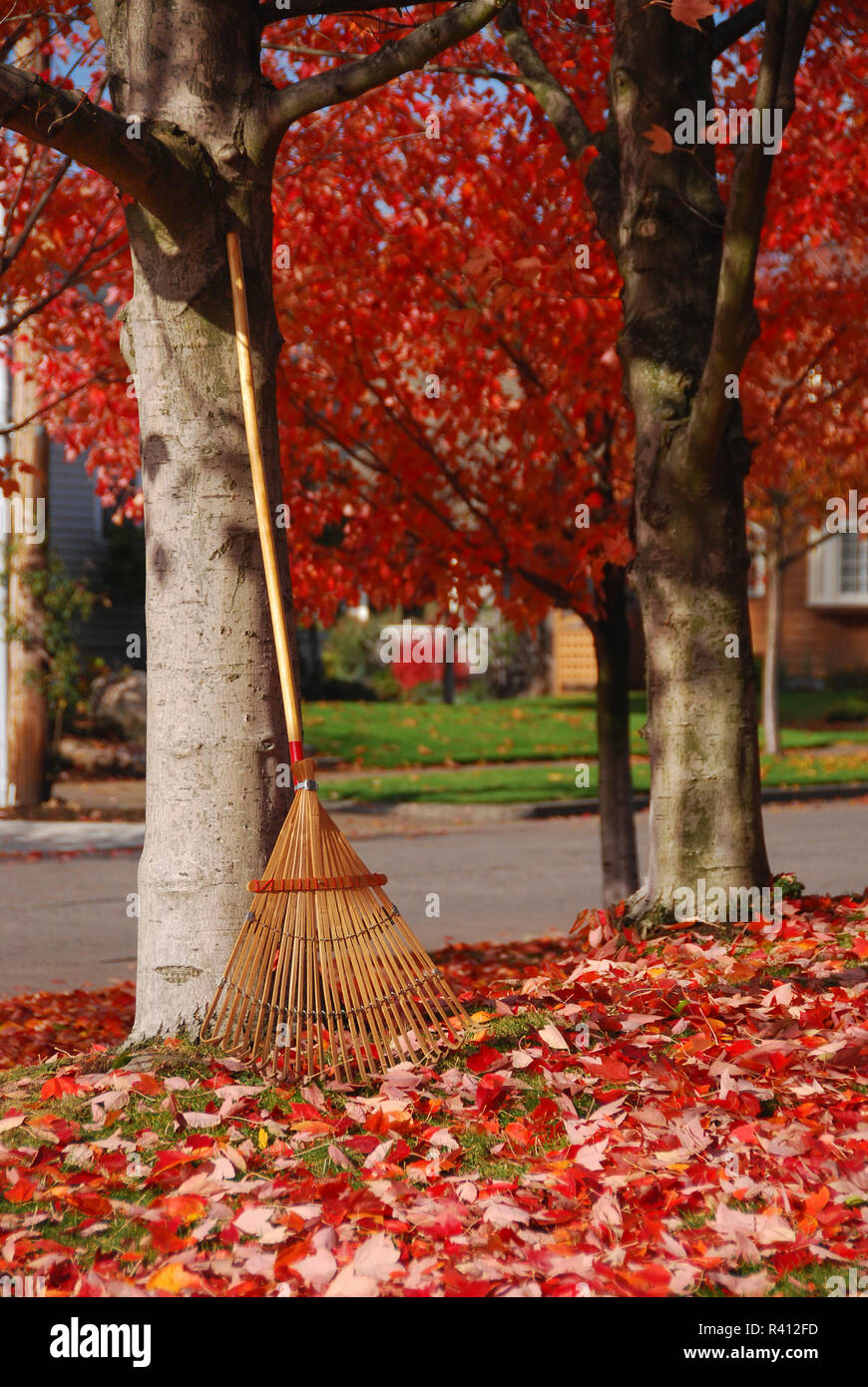 Usa (Oregon, Portland. Le râteau et les feuilles d'automne. En tant que crédit : Steve Terrill / Jaynes Gallery / DanitaDelimont.com Banque D'Images