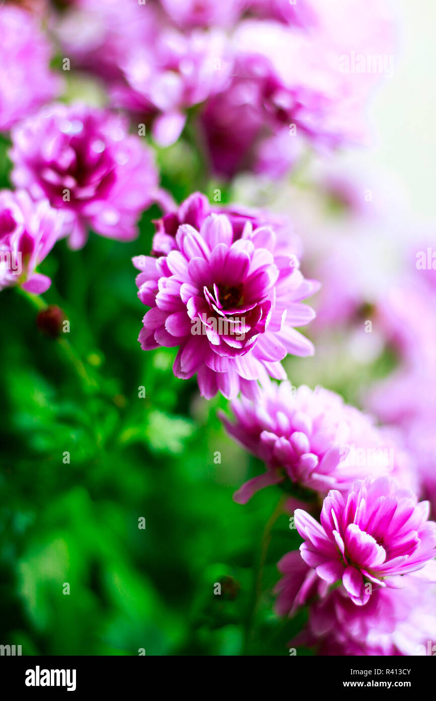 Chrysanthèmes rose, Soft Focus Banque D'Images