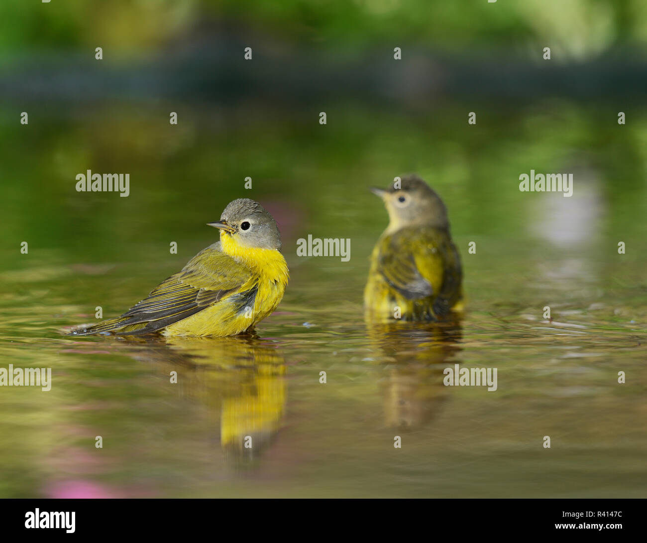 Nashville Warbler (Vermivora ruficapilla), étang de baignade : adultes, Hill Country, Texas, États-Unis Banque D'Images