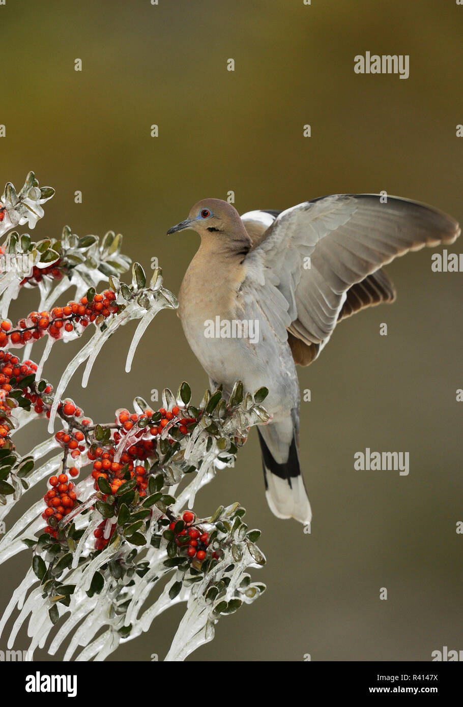 Colombe à ailes blanches (Zenaida asiatica), adulte perché sur la branche de houx Yaupon glacées (Ilex vomitoria), Hill Country, Texas, États-Unis Banque D'Images