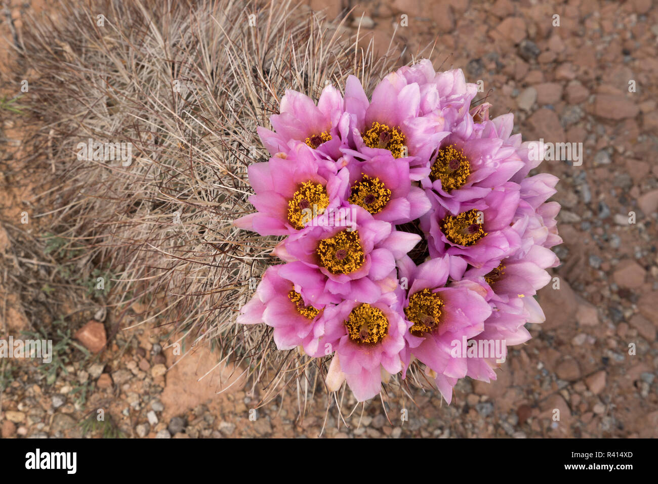 Grappe de fleurs rose, Whipple's Eagle Claw (Sclerocactus whipplei) fleurit au printemps en Arches National Park, Utah. Banque D'Images