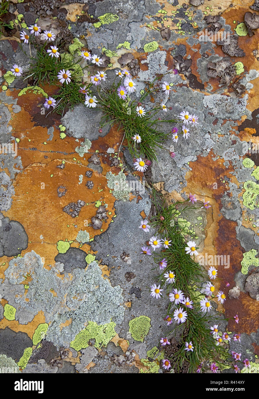 USA, Utah, Uinta-Wasatch-Cache National Forest, Twin Peaks Wilderness, le lichen sur la pierre Banque D'Images