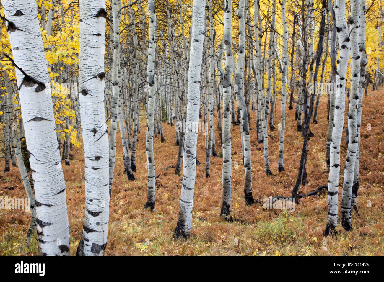 USA, Utah, cache la forêt nationale d'Uinta Wasatch, tremble, Banque D'Images