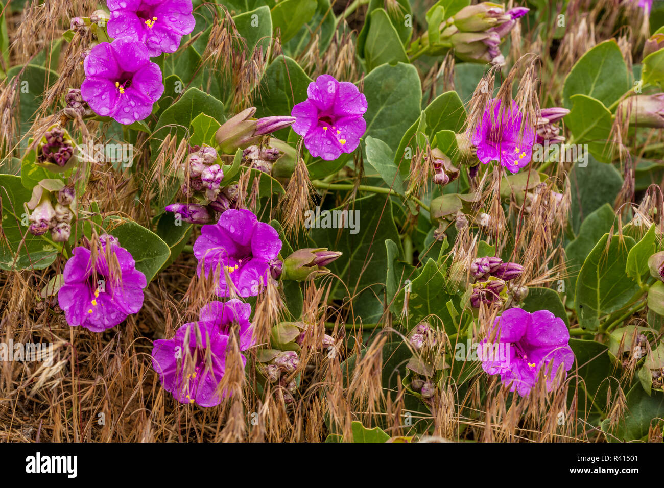 Quatre voyantes o' Clock fleurs sauvages en fleurs près de Vierge, Utah, USA Banque D'Images