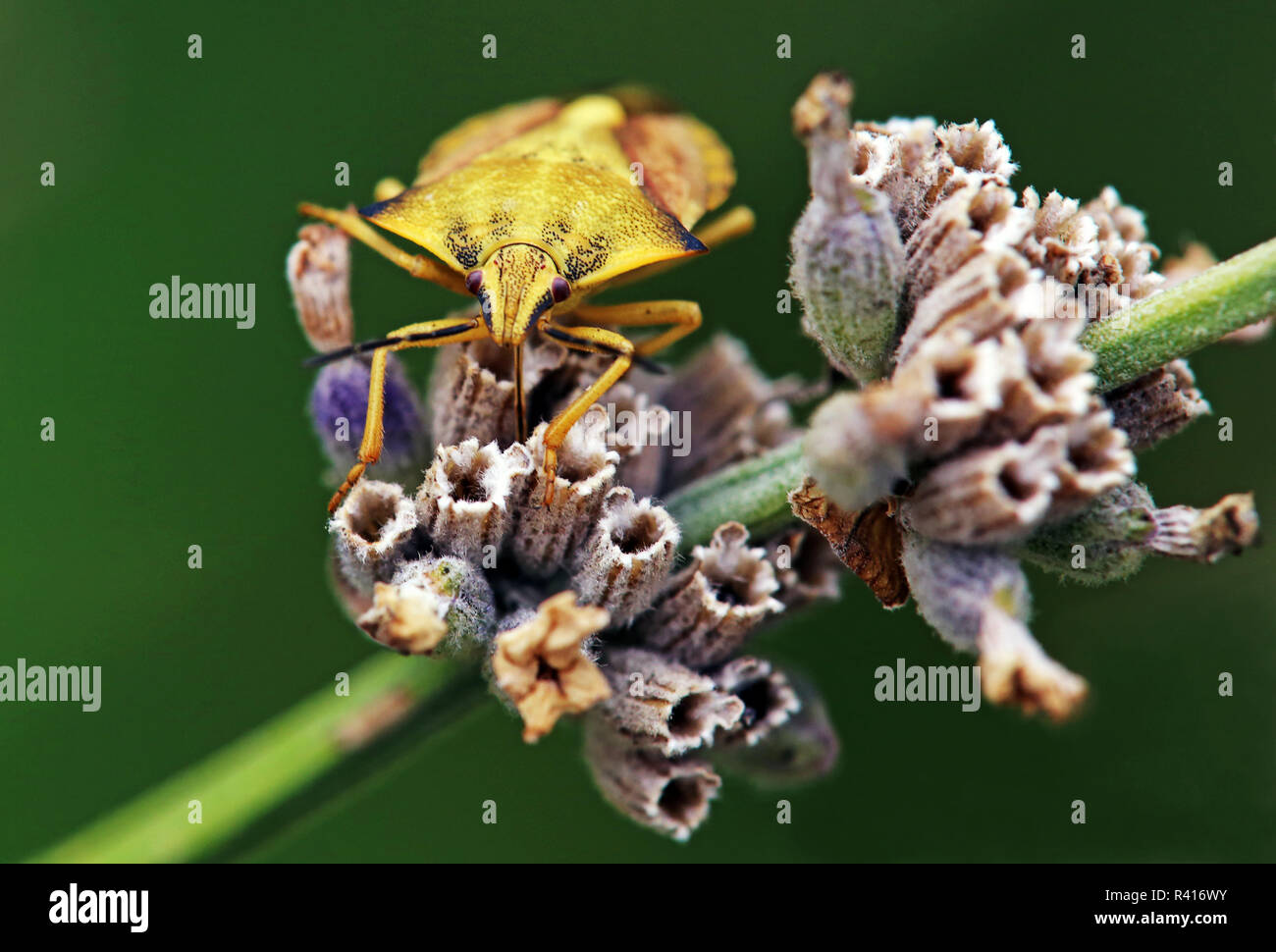 Fruits du nord macro bug suce sur la lavande Banque D'Images