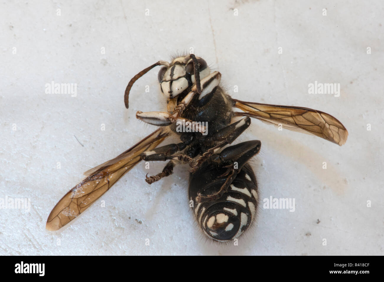 USA, l'État de Washington. Face à tête hornet travailleur. Considéré comme bénéfique pour le contrôle d'autres insectes, mais agressif Banque D'Images