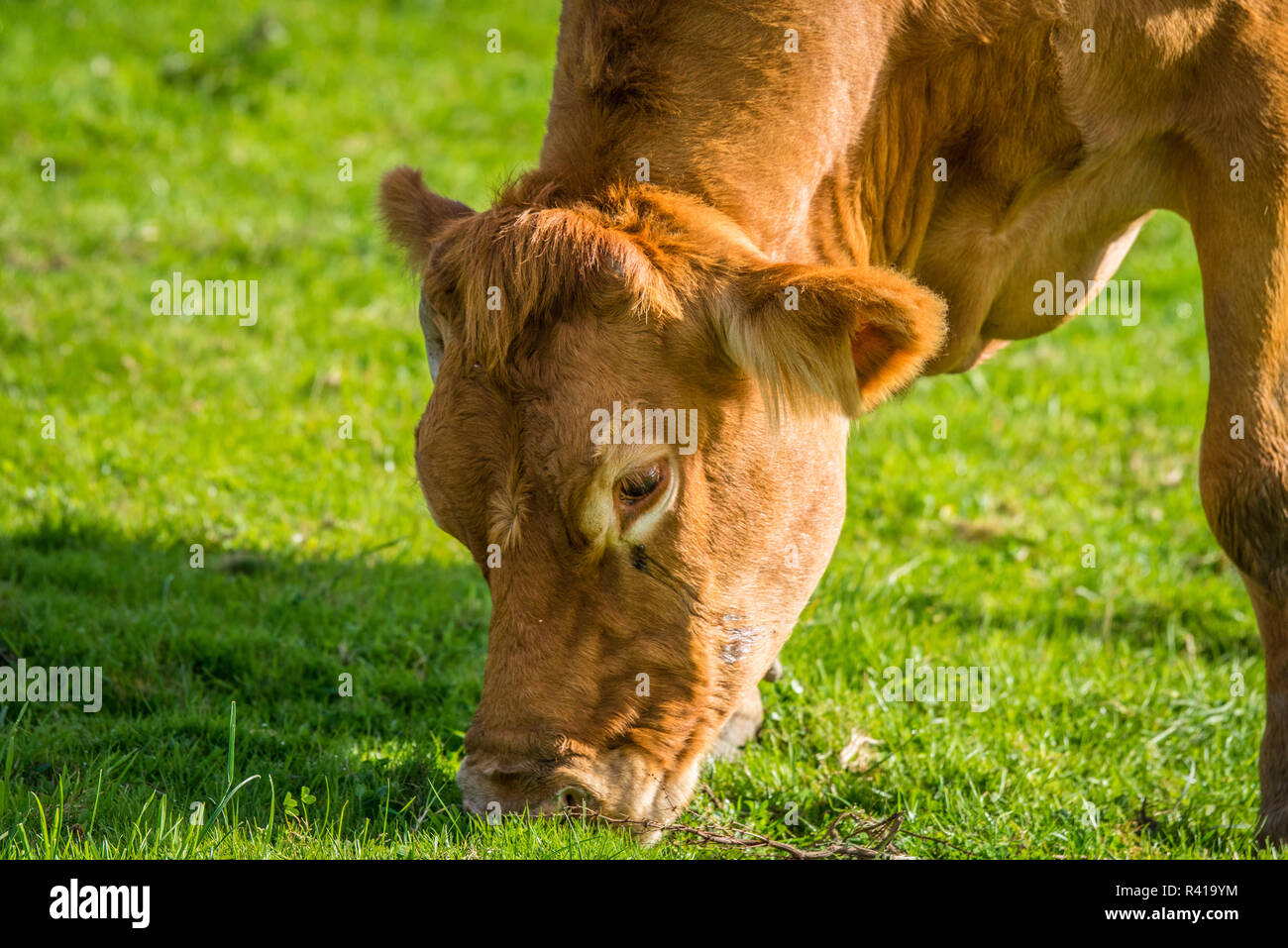 Close-up d'une vache de pâturage Banque D'Images