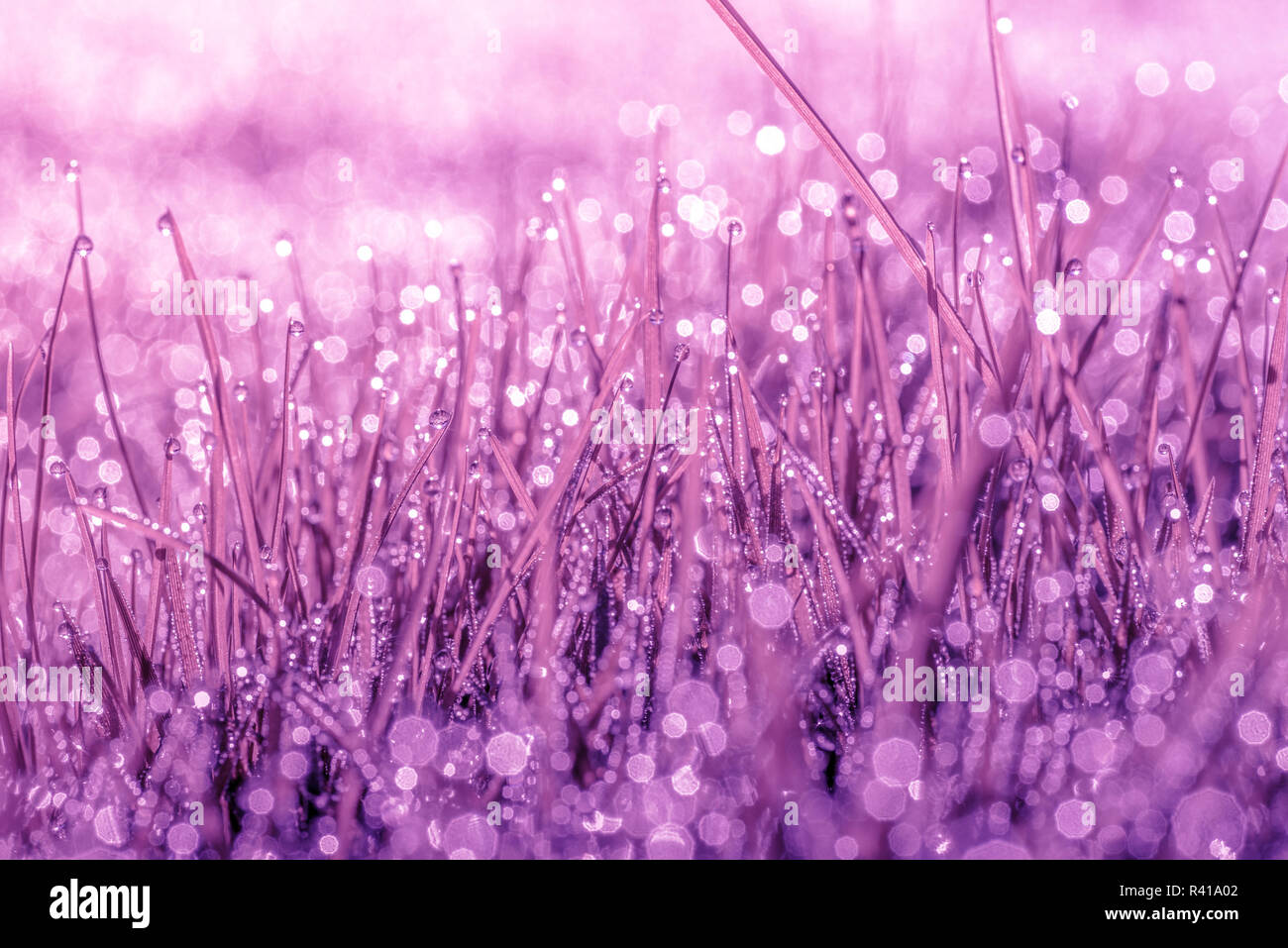 La nature magique de couleur violette Banque D'Images