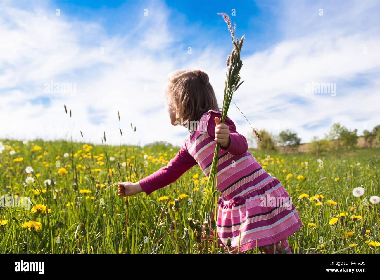 Une petite fille cueillette des fleurs dans une prairie de printemps - partie 1 Banque D'Images