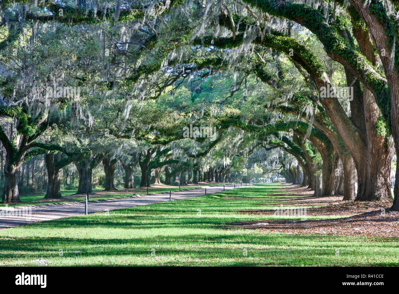 USA, Caroline du Nord, Charleston, formant des arbres du couvert sur la route à Boone Hall Banque D'Images