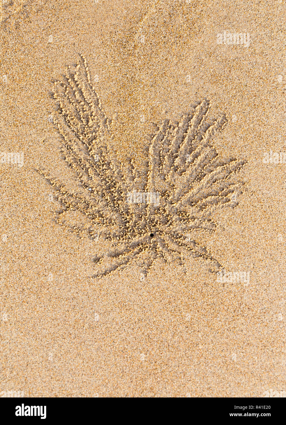 Boules de sable et les trous de crabe plage vivant Banque D'Images