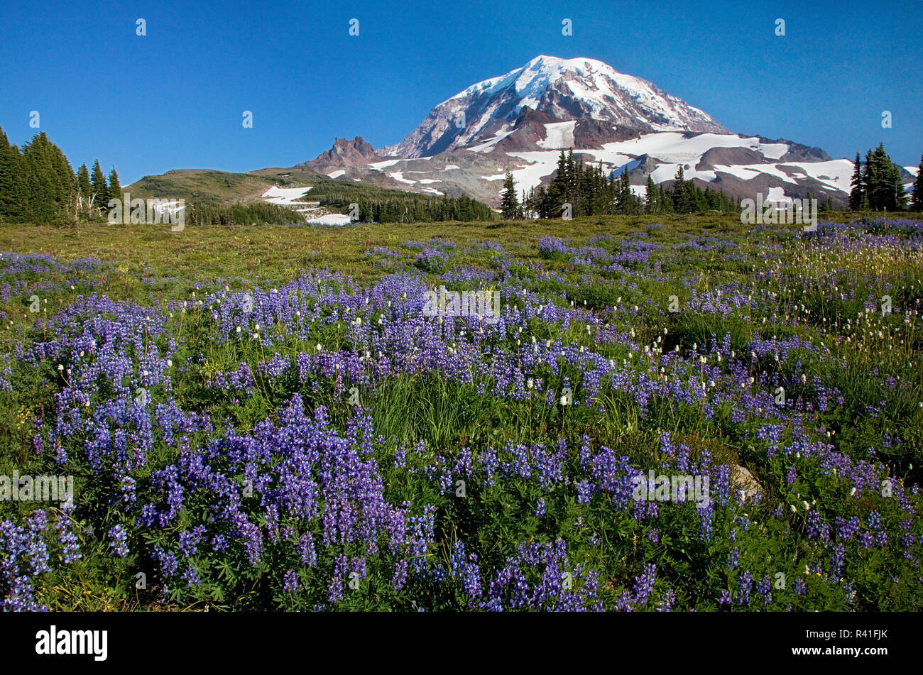 L'État de Washington, USA, Mt. Rainier National Park, parc de pulvérisation, Lupin meadows Banque D'Images