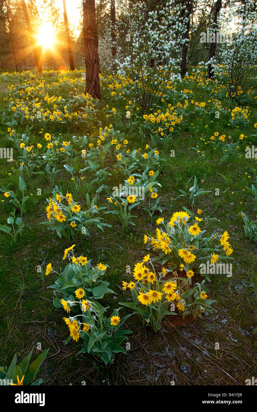 USA, l'État de Washington, la Forêt nationale d'Okanogan, fleurs sauvages Banque D'Images