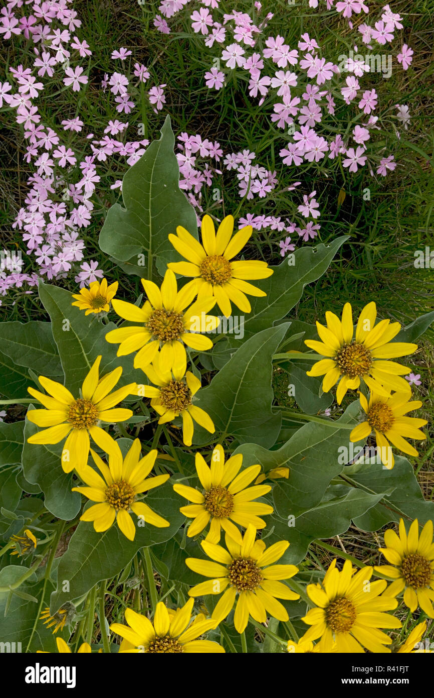 USA, l'État de Washington, la Forêt nationale d'Okanogan, fleurs sauvages Banque D'Images
